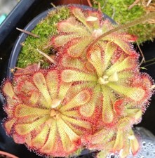 Drosera aliciae -  Alice’s Sundew - Carnivorous Plant