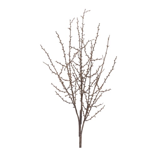 Birch twig branch - (set, of