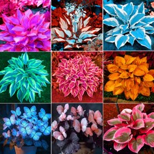 1 Pack 100 Purple White Hosta