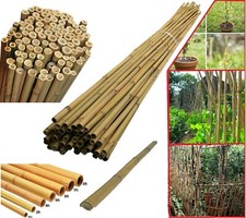 Natural Bamboo Canes Thick