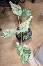 Large Alocasia Odora Batik