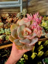 Echeveria Hakuhou | Laui