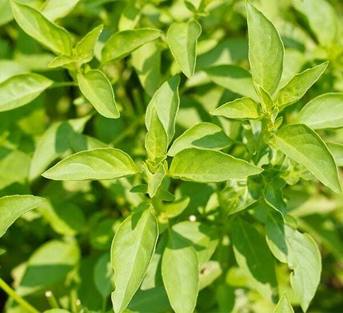 Lemon basil plug - lemon, plants