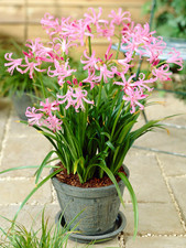 4 x Nerine Bowdenii bulbs -