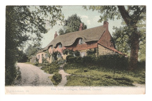 Studland elm lane - elm,