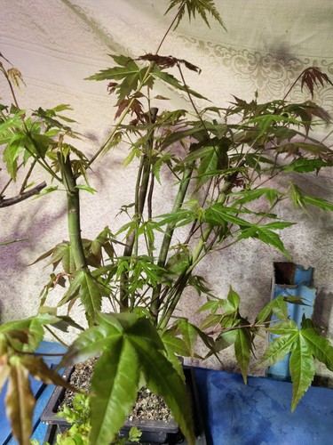 Japanese maple bonsai - japanese,
