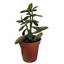 Jade Plant 6cm Pot