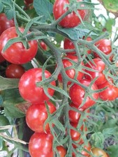 Tomato 100 seeds. Blight resistant. Heritage strain.