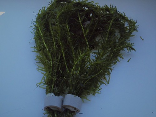 Bunches egeria densa elodea - bunches,