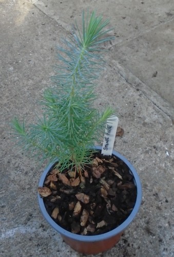 Pinus pinea stone - pinus, tree