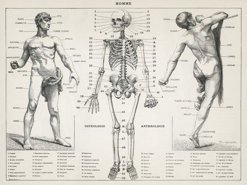 Human body 1900 - body,