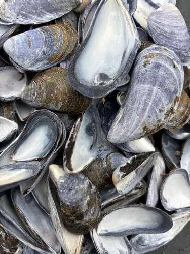 250 blue black mussel shells - blue,
