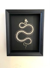 Snake Skeleton Framed.