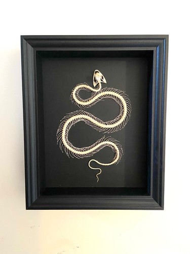 Snake skeleton framed - snake, framed.