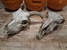 Sheep Skull Taxidermy Art Craft Curio Skull Tattoo Film Halloween Gothic