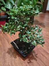 Ilex Crenata - Japanese Holly