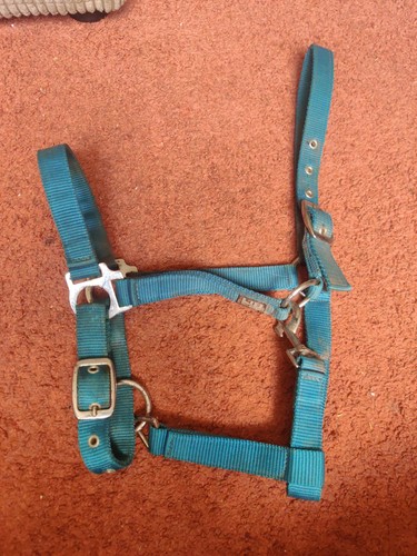 Cyan horse full size - full,