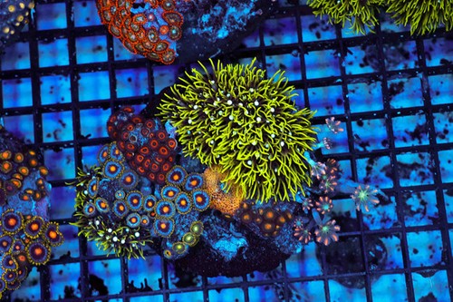 Multi zoanthid rock colony - multi-zoanthid,