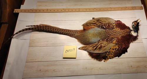 Ringneck pheasant pelt - pheasant, w/