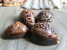4 x Cowrie shells Cypraea
