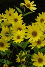 HELIANTHUS LEMON QUEEN 1L POT