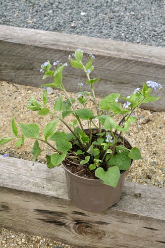 Brunnera macrophylla litre - brunnera, 2