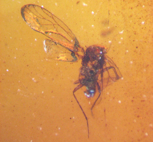 Cretaceous amber fossil - cretaceous,