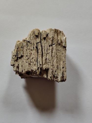 Fossil wood piece jurassic - fossil,