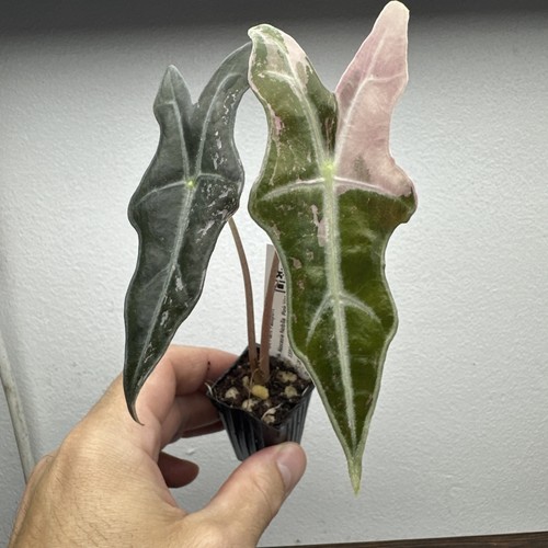 Alocasia nobilis pink - nobilis,