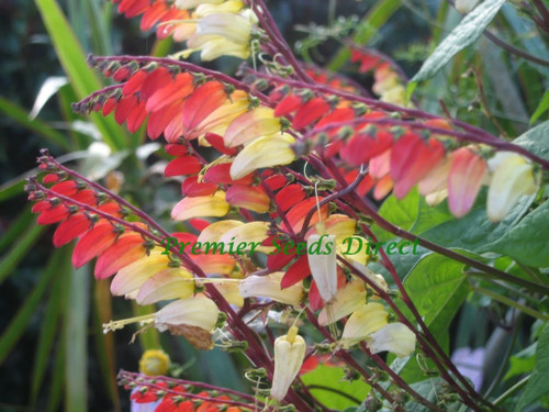 Flower mina lobata jungle - lobata,