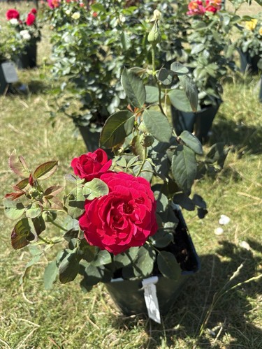 Hybrid tea rose plant - hybrid,