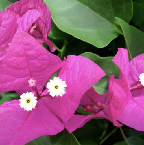 Bougainvillea miami pink jumbo - bougainvillea,