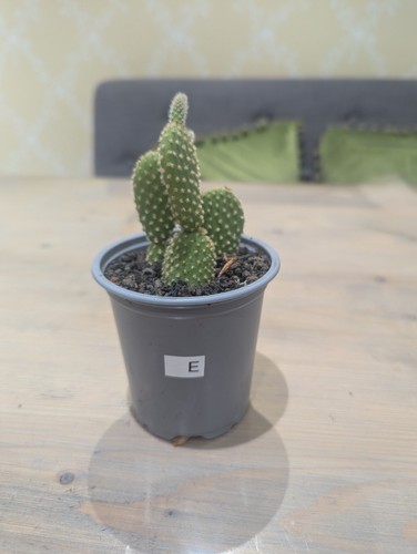 House plant cactus - cactus, ears