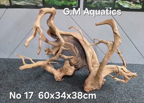 Azalea wood red moor no - /,