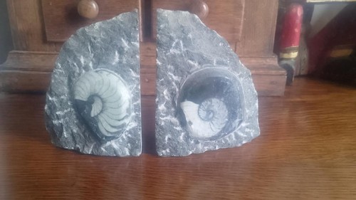 Pair fossil bookends - , polished