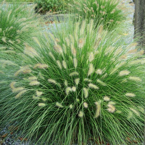 Pennisetum alopecuroides - pennisetum,