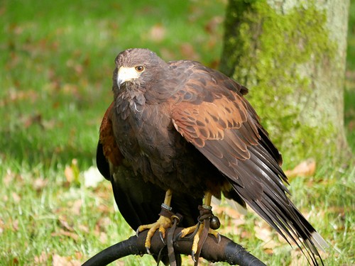 Photo 6x4 harris - 6x4, hawk