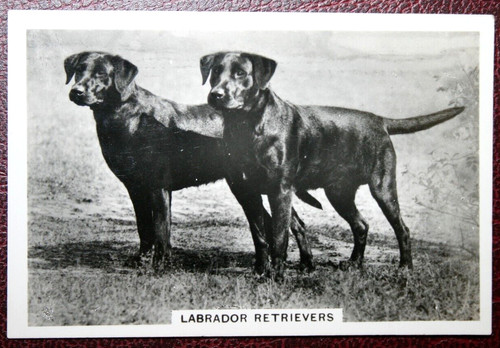Labrador retriever vintage - labrador,