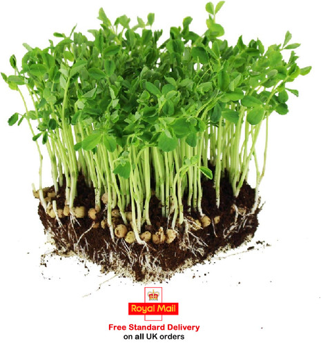Pea sprouting - pea, (salad