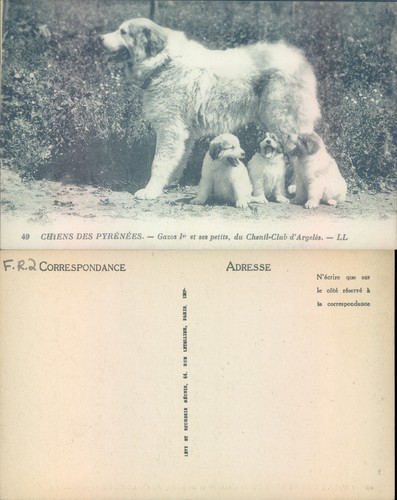 Pyrenean mountain dogs - pyrenean,