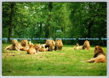 D303041 pride longleat - d303041,