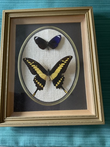 Beautiful real butterflies - beautiful,