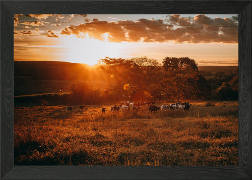 Dairy cows framed - dairy,