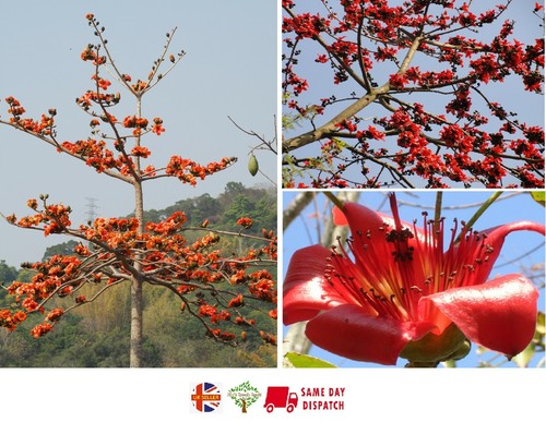 Red cotton tree - cotton, ceiba)