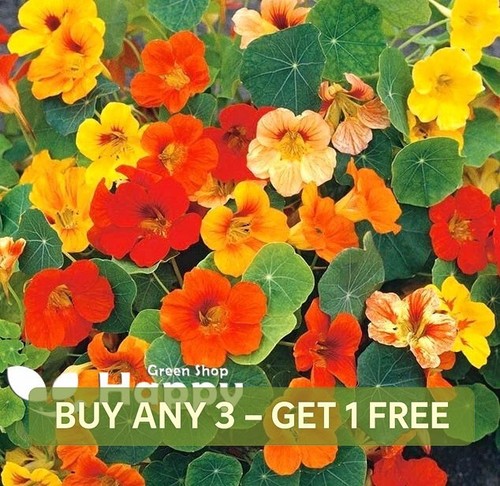 Nasturtium dwarf honolulu - honolulu, top