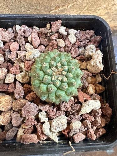Strombocactus pulcherrimus