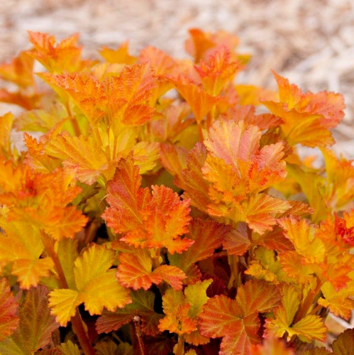 Physocarpus amber jubilee - amber,
