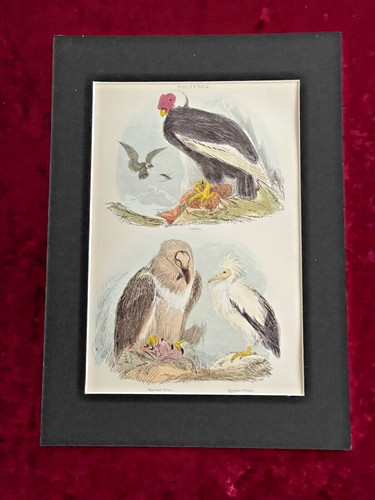 Thomas landseer vultures - thomas, "vultures"