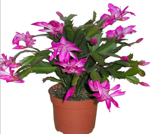 Christmas cactus zygocactus - christmas,