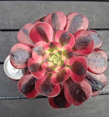 Aeonium medusa succulent plant - aeonium,